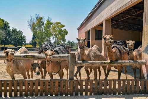 Camel Park Mazotos: A Unique Family Spot in Cyprus