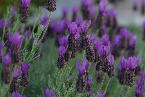lavandula stoechas
