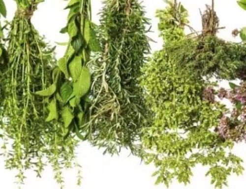 traditional herbal medicine